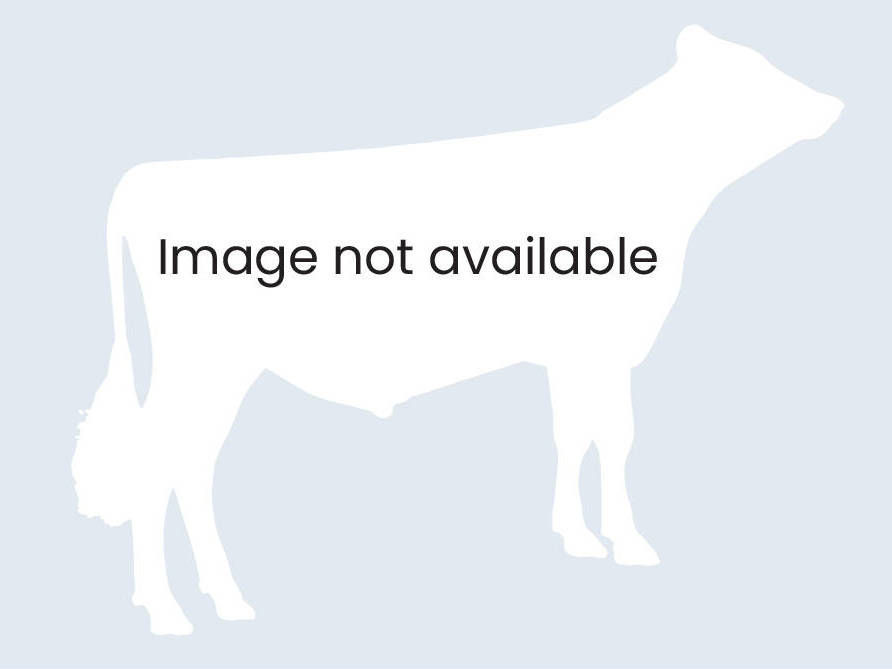 GENEX - 001GU00446 - TOBY