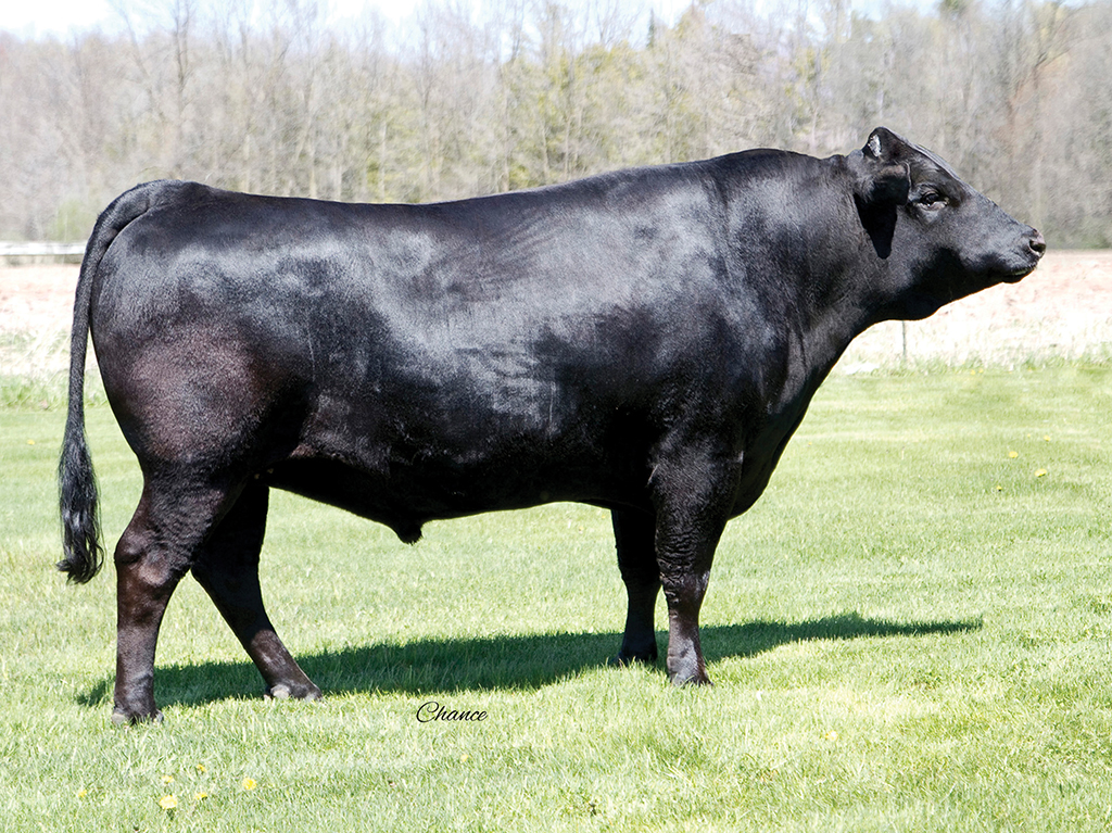 ☆A Grade Beef☆ G-rap Japanese Wagyu New York Strip Loin Roast, A5 Grade, 11 lbs